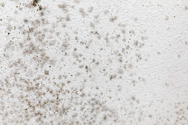 Best Forensic Mold Investigation  in Harwich Port, MA