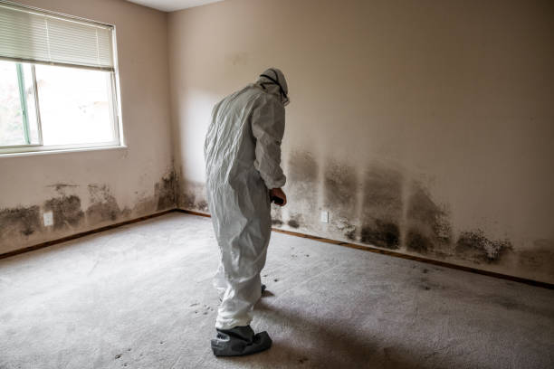 Best Commercial Mold Inspection  in Harwich Port, MA